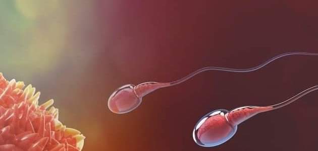 قال تعالى : خلق من ماء دافق يخرج من بين الصلب والترائب .. ما هما الصلب والترائب ؟