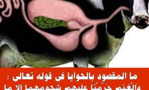ما هي “الْحَوَايَا” التي ذكرت في سورة الأنعام