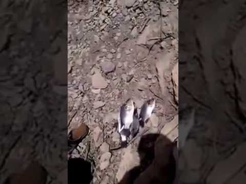 شاهد صورة.. لأول مرة خروج أسماك جراء فيضانات سد مأرب  