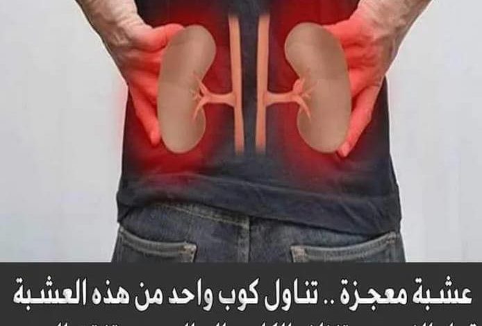 طبيب شهير : تناول كوب واحد من هذه العشبة قبل النوم ستنظف الكلى والحالب وستفتت الحصى