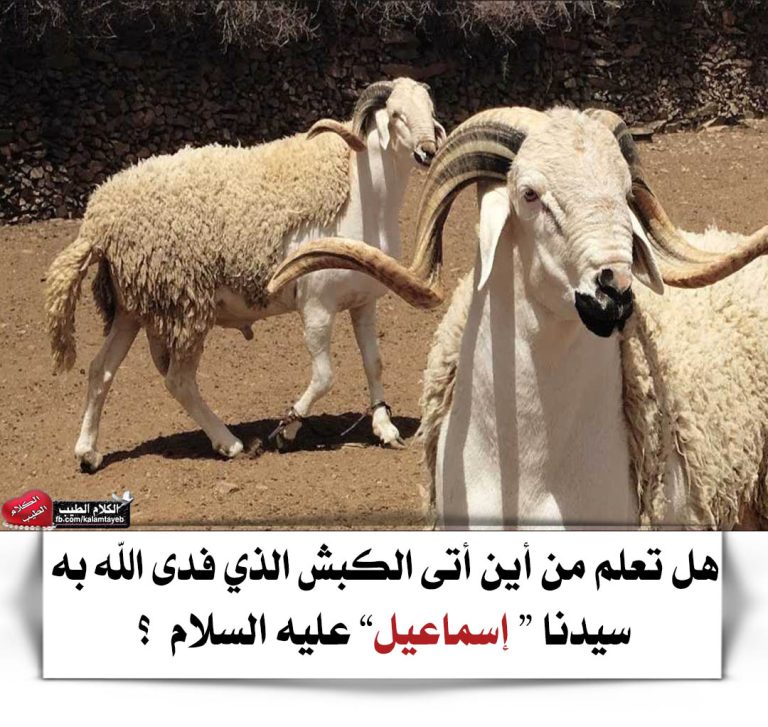 هل تعلم من أين أتى الكبش الذي فدى الله به سيدنا “ إسماعيل” عليه السلام ؟