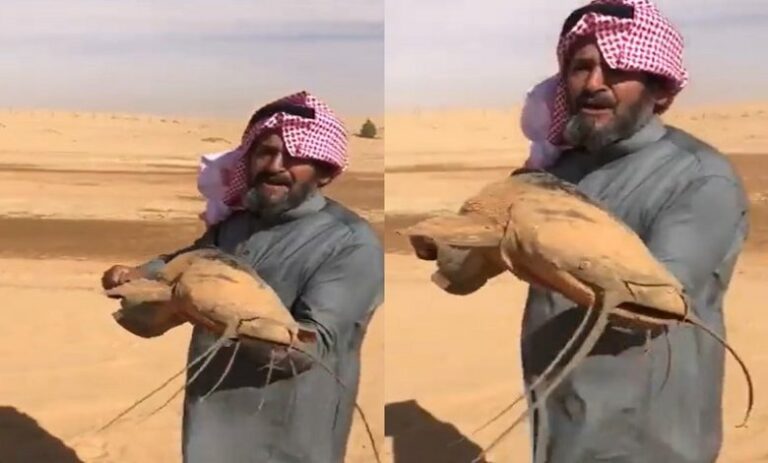 مواطن سعودي يصطاد سمكة حية نادرة في الصحراء يثير جدلاً واسعاً.. شاهد الفيديو 