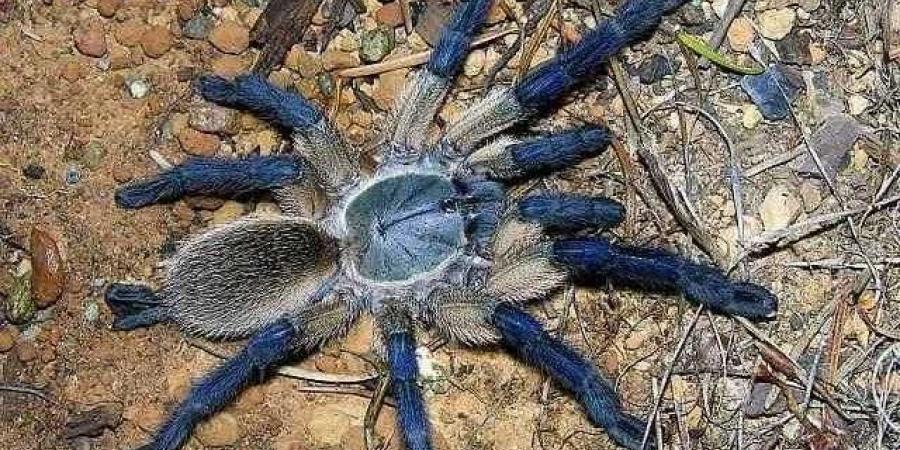 العثور على كائن بحري نادر وغريب في اليمن .. وعرضه للبيع بهذه المبالغ الضخمة