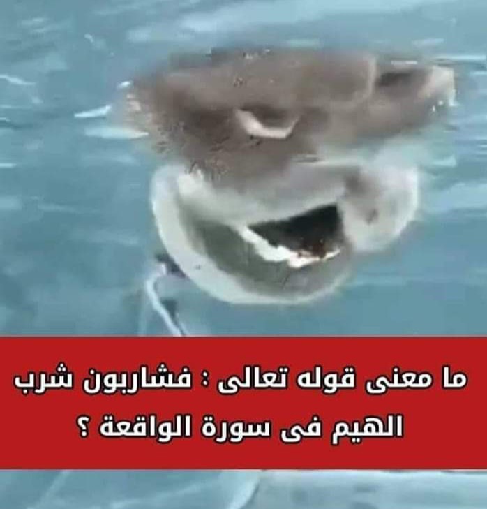ما معنى قوله تعالى: "فشاربون شرب الهيم فى سورة الواقعة"..؟ 