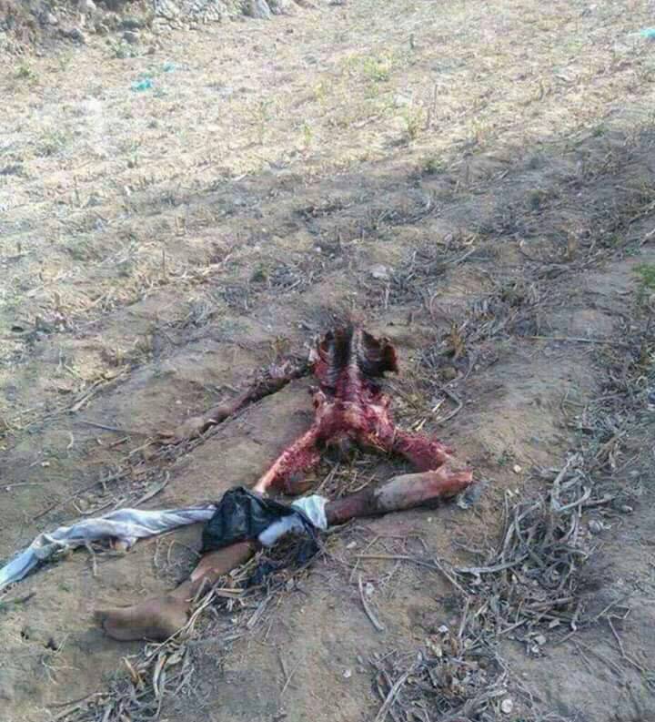 لأول مرة يحدث في اليمن .. حيوان يفترس مزارعاً في شبوة ويتركه هيكلاً عظمي أمام المارة .. صورة      