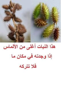 هذا النبات أغلى من الألماس إذا وجدته في مكان ما فلا تتركه أبداً .. تعرف عليه 