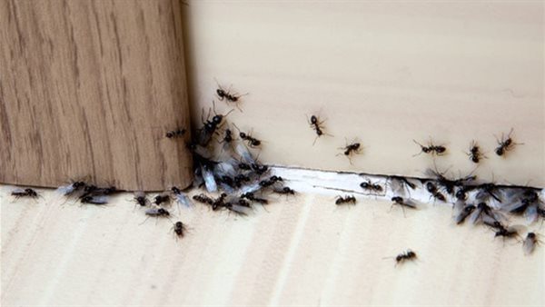 أسباب وجود النمل بكثرة رغم نظافته في البيت يدل على الخير أم الشر !! الإجابة ستفاجئك