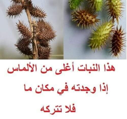 هذا النبات أغلى من الألماس إذا وجدته في مكان ما فلا تتركه أبداً