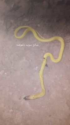 بعد مطاردة مثيرة في محافظة شبوة مواطن يمني يقتل ثعبان ضخم 