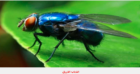 حشرة زرقاء خطيرة تتسبب في نفوق المواشي بهذه المحافظة 