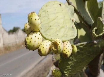 يستخرج من نبتة موجودة بكثرة في اليمن.. زيت مغربي سعره أغلى من الذهب يجتاح أسواق العالم