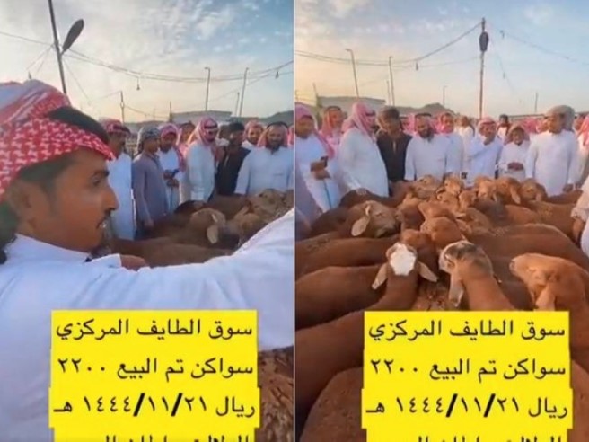 بالفيديو: مزاد علني على بيع خرفان في أحد أسواق السعودية.. والحراج ينتهي بسعر صادم !!