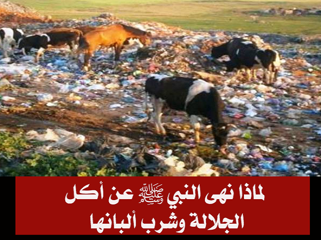 لماذا نهى النبي صلى الله عليه وسلم عن أكل الجلالة وشرب ألبانها ؟