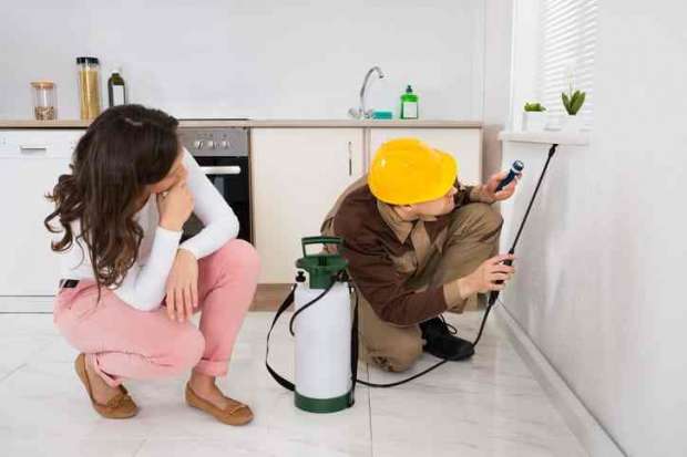 وداعا للمبيدات السامة .. ملعقة من هذا الزيت يخلص منزلك من الحشرات المزعجة بشكل نهائي