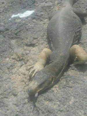 شاهد صورة .. حيوان غريب يرهب سكان ريف اليمن ويسرق حليب الابقار والاغنام