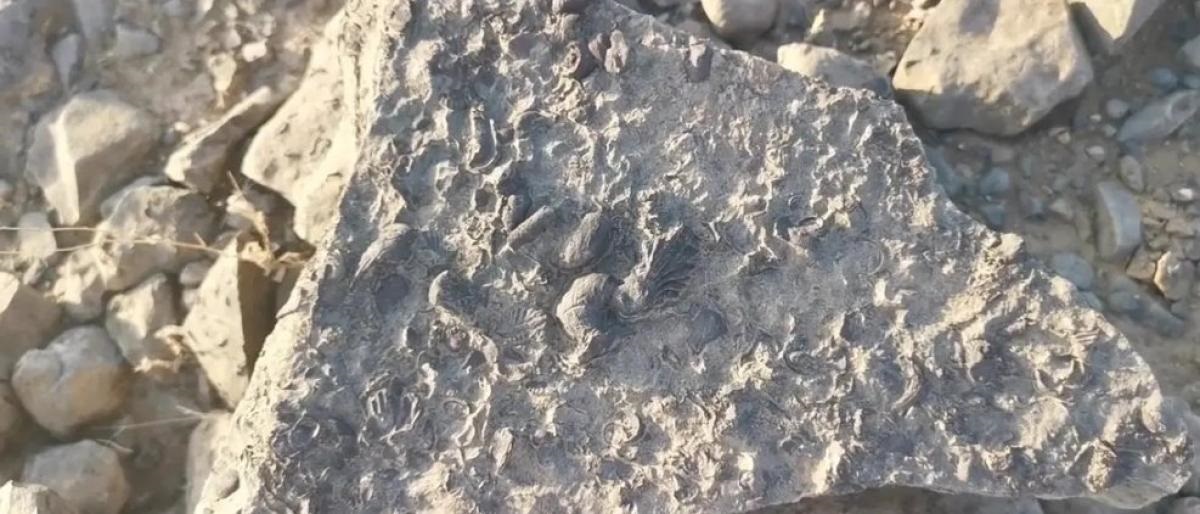 سعودي يعثر على كنز عمره ملايين السنين ويقلب حياته رأسًا على عقب !! شاهد