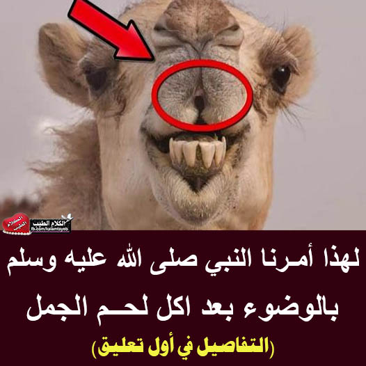 لماذا أمـرنا النبي ﷺ بالوضوء بـعـد أكـل لـحـم الجمل ؟ .. الإجابة صادمة 