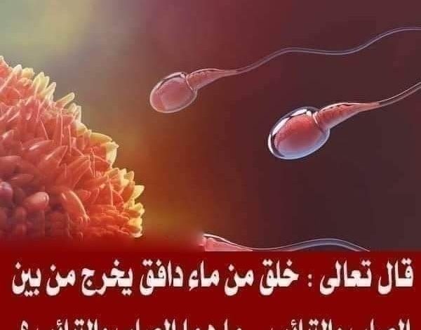 قال تعالى : خلق من ماء دافق يخرج من بين الصلب والترائب .. ما هما الصلب والترائب ؟