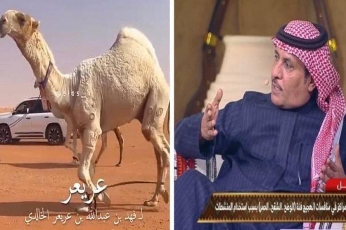 شاهد .. قبيلة بني خالد السعودية تهدي ولي العهد محمد بن سلمان الفحل عريعر