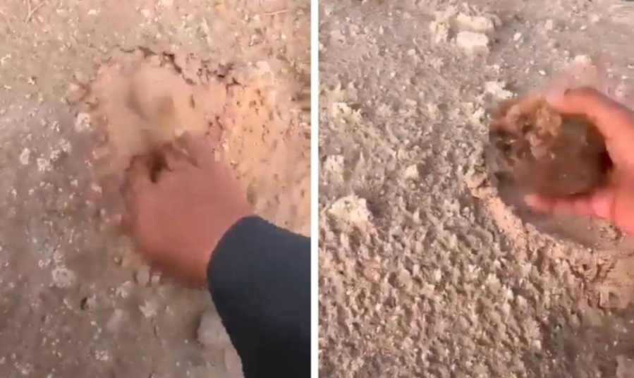 شاهد بالفيديو.. كويتي يستخرج "الفقع" الذي يعشقه السعوديون من أغرب مكان لا يمكن توقعه