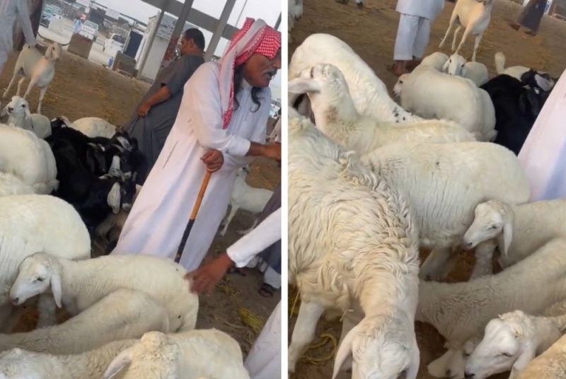 مواطن سعودي يكشف ثلاثة أسباب صادمة لأنهيار أسعار الأغنام قبل عيد الأضحى بسوق جدة