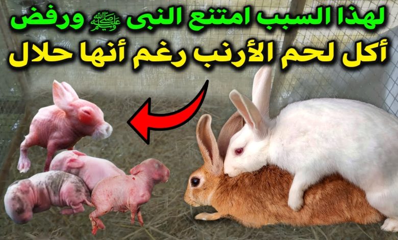 لماذا امتنع النبى ﷺ عن أكل لحم الأرنب رغم أنها حلال؟ وماذا اكتشف العلماء فيه؟ ستفاجئك الإجابة 