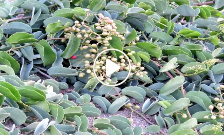 شجرة موجودة بالسعودية تحتوي على مواد باهضة الثمن..إذا عثرت عليها ستصبح ثري بين ليلة وضحاها