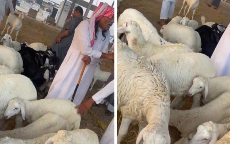مع اقتراب عيد الاضحى..  إنهيار اسعار المواشي في الأسواق السعودية …والسبب صادم